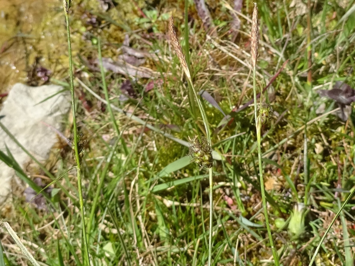 Carex binervis (Cyperaceae)